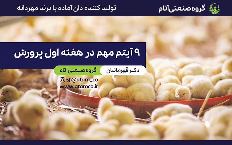 9 مورد مهم در هفته اول پرورش جوجه گوشتی
